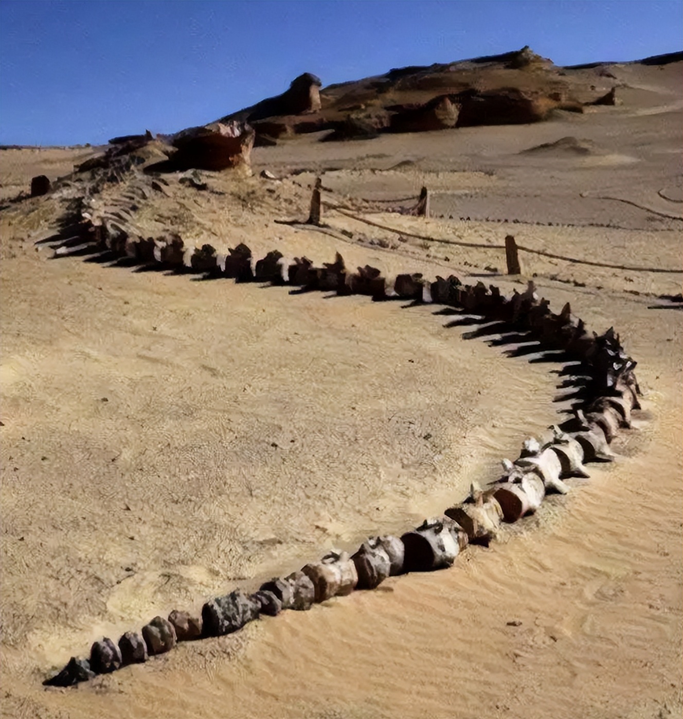 各种古生物化石图片,神秘的地球古生物昆虫化石