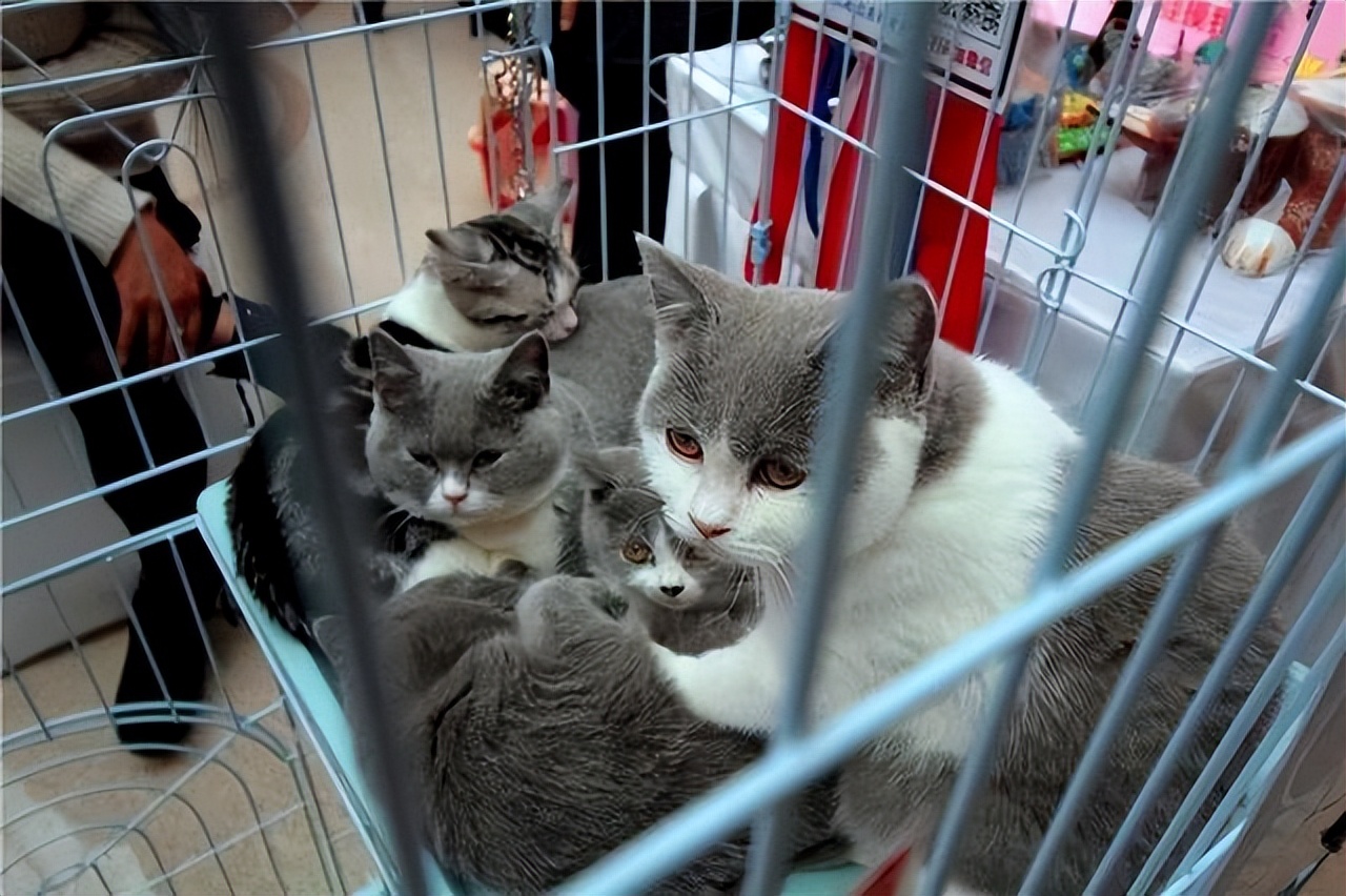 老祖宗严选的猫,老祖宗传下来的选猫秘诀