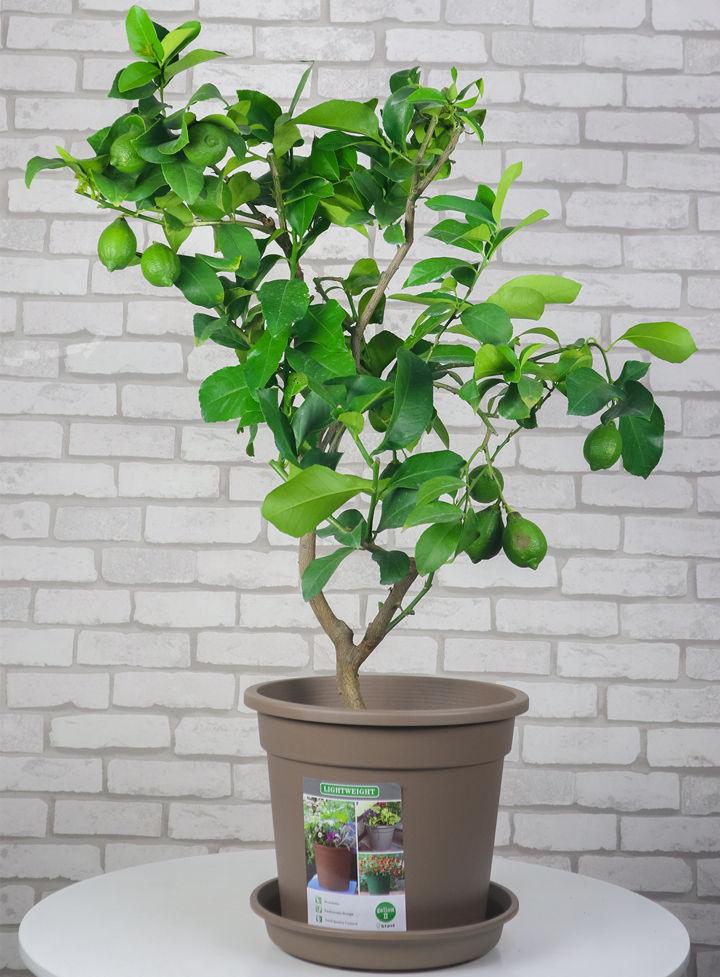 家里好养的绿植最新最流行的,家里好养的绿植推荐