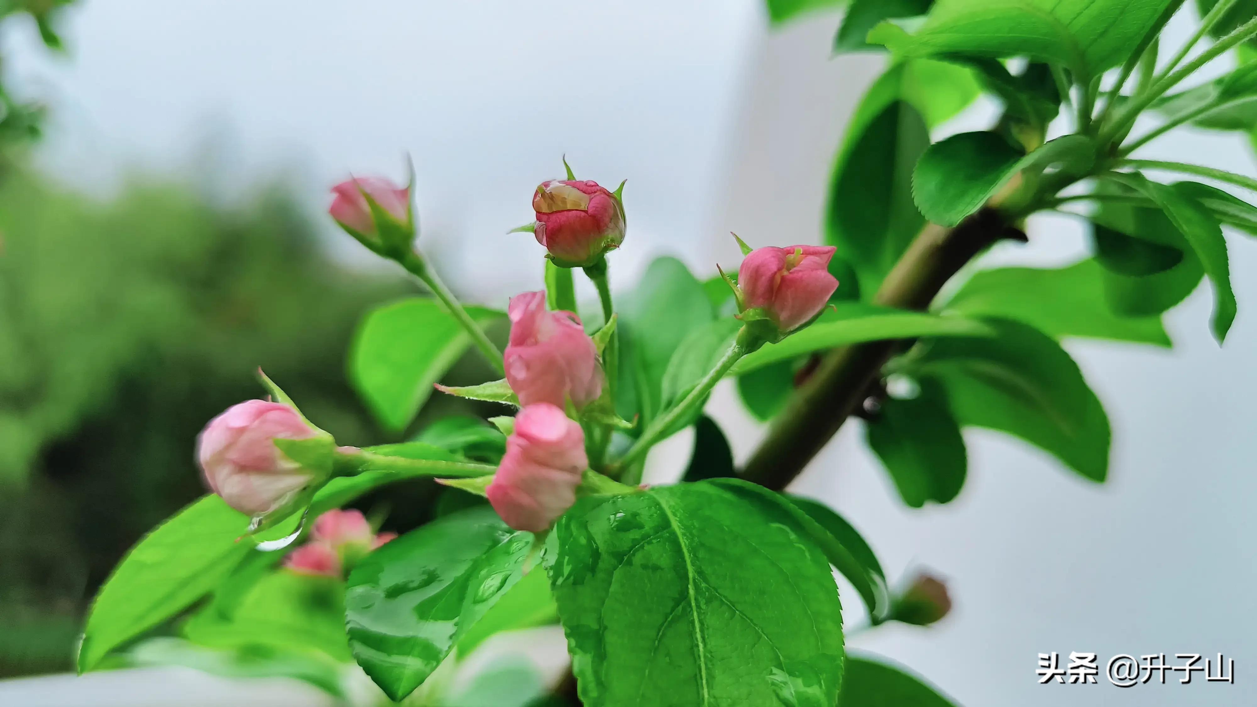 守门员抗疫一线,守门员抗击疫情先进事迹