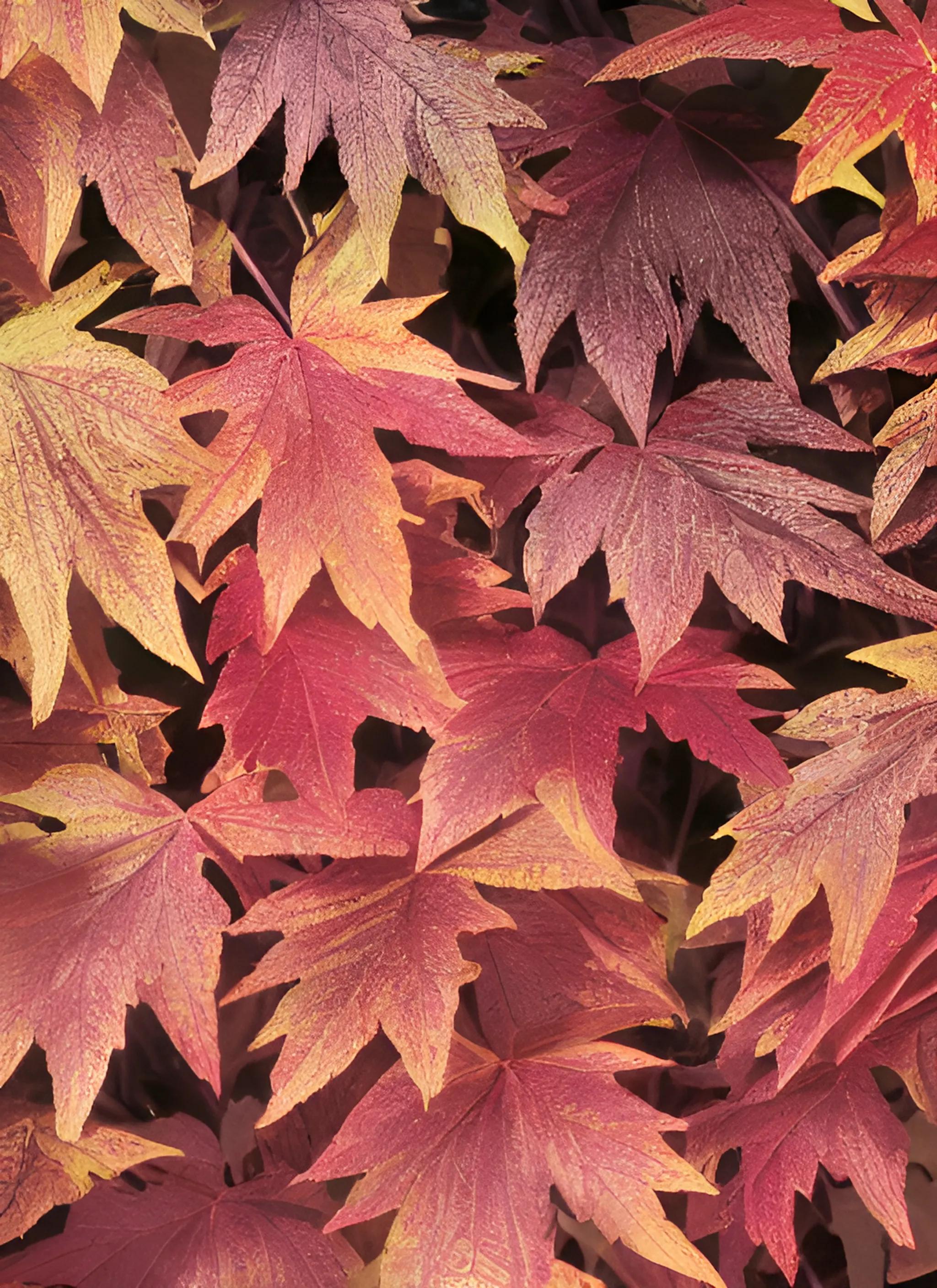 3叶爬山虎秋天叶子变红吗,爬山虎的叶子是先变红还是先变黄