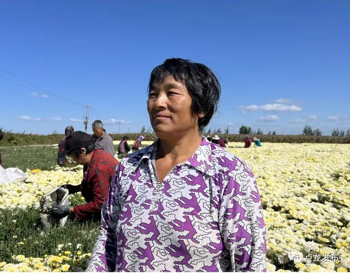 品质好销路广收益高卢龙县后坨村飘来阵阵花香