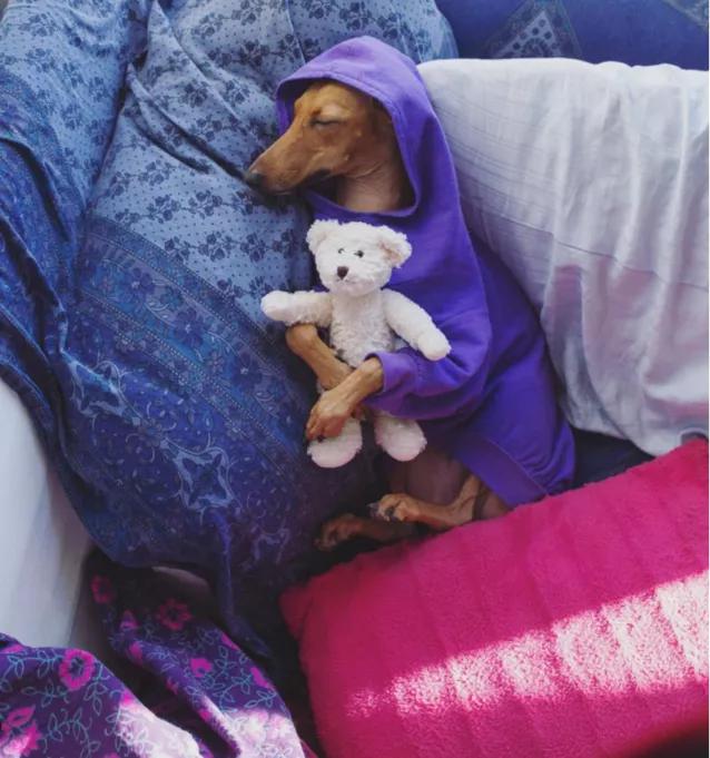 一只流浪狗被收留后成功的逆袭了,一只被遗弃狗狗的逆袭之路