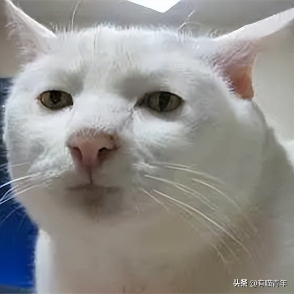 流泪猫猫头原图,最近猫猫头为什么这么火