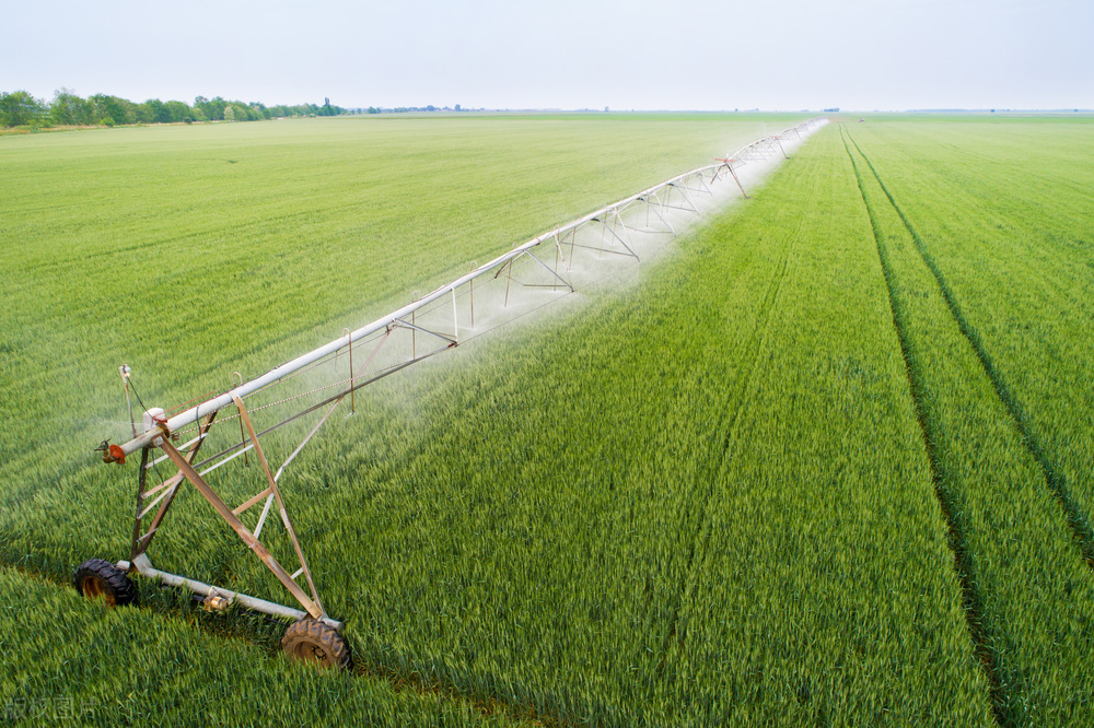 麦子是先旺后不能旺的真实情况,小麦拔节后怎么控旺