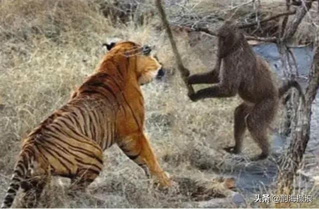 春天动物们的小故事,小动物们的故事全集