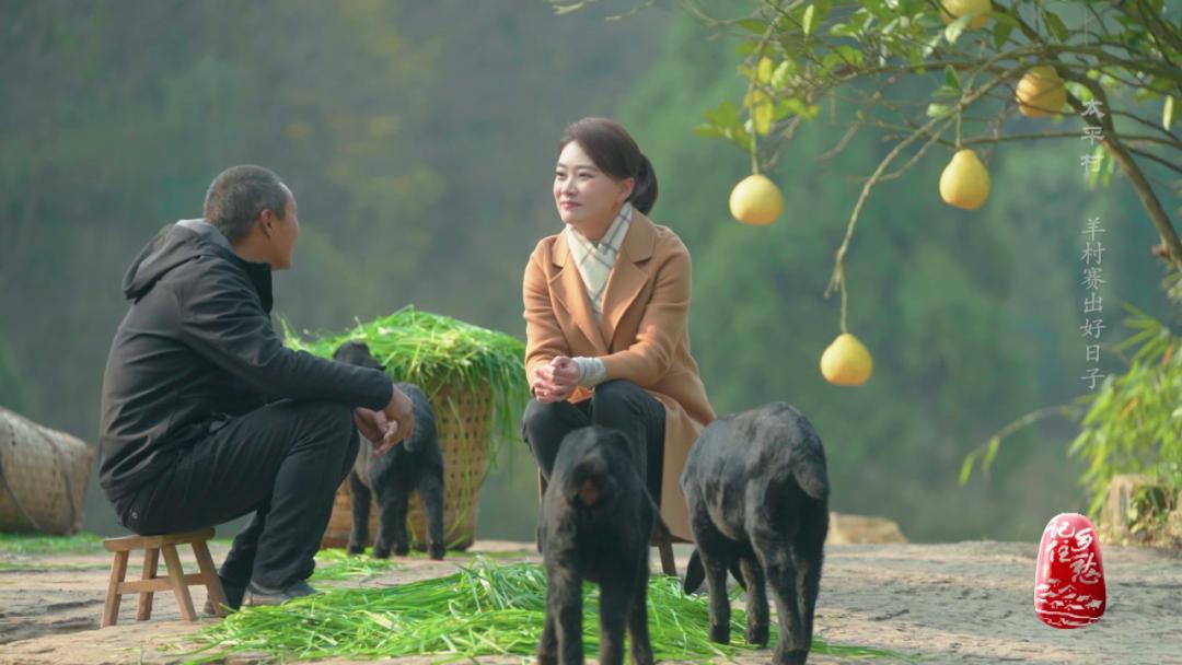 咩咩咩！听羊村“黑宝贝”，奏响山村致富曲
