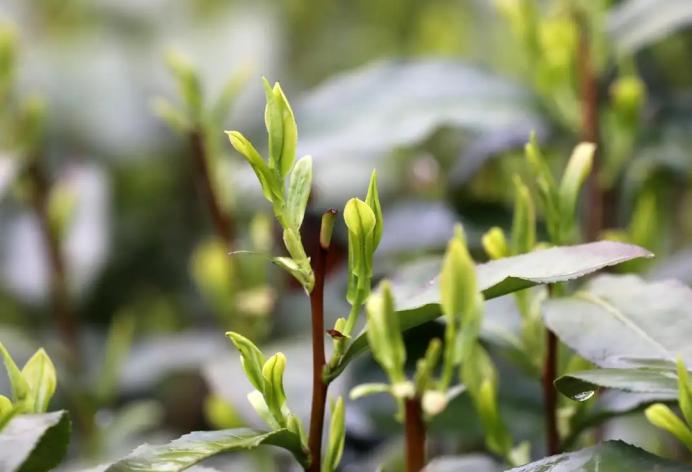 中年人喝茶有什么忌讳,老年人喝茶这8个禁忌最好要当心