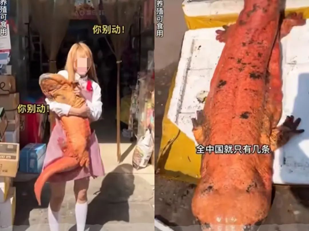 百万粉丝面前，四川女网红公然直播吃濒危鲨鱼，这也能红？