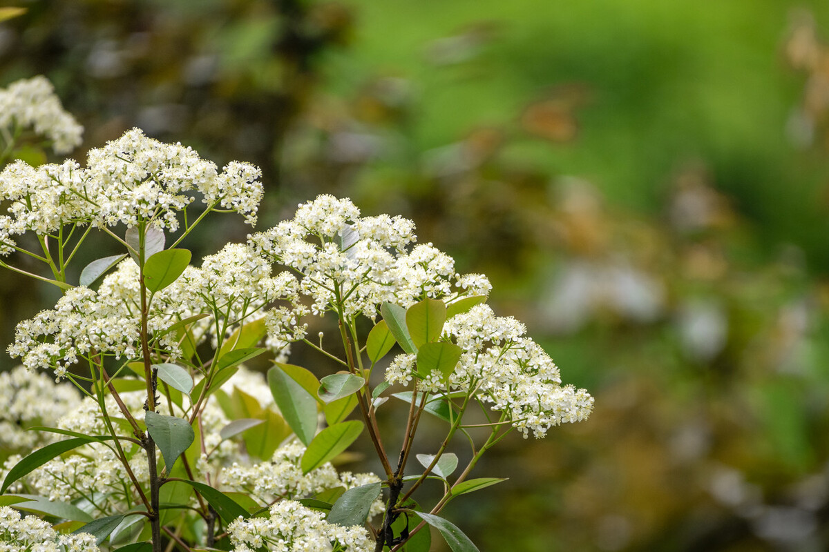 为什么种那么多石楠花,为什么种那么多石楠花不结果