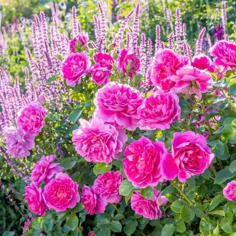 安妮公主月季优缺点,安妮公主月季耐热