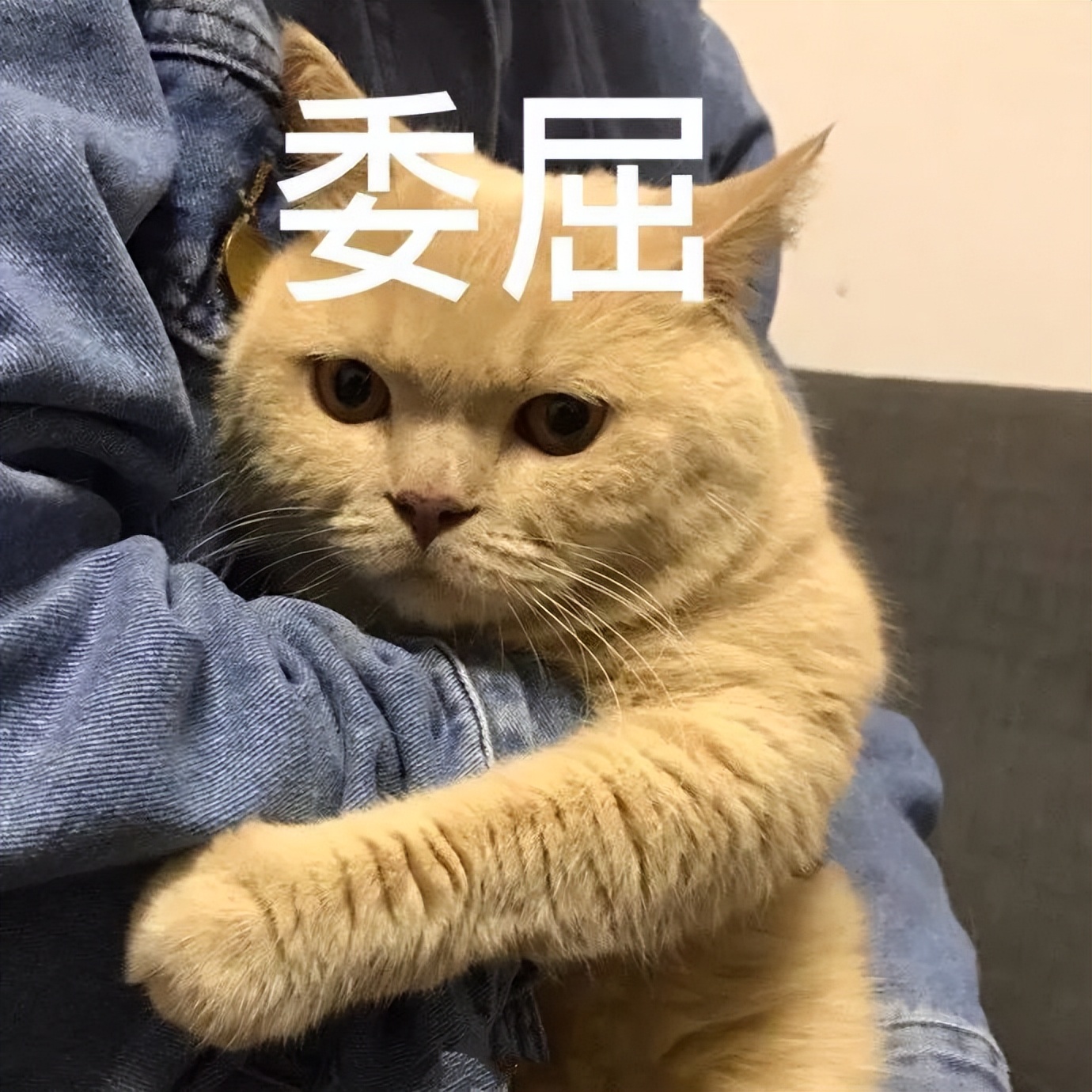 猫咪被抛弃为什么不离开,猫咪意识到自己被抛弃怎么样