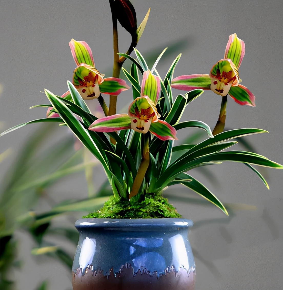 叶片又宽又厚带金边的兰花,带一点金边的兰花是什么品种