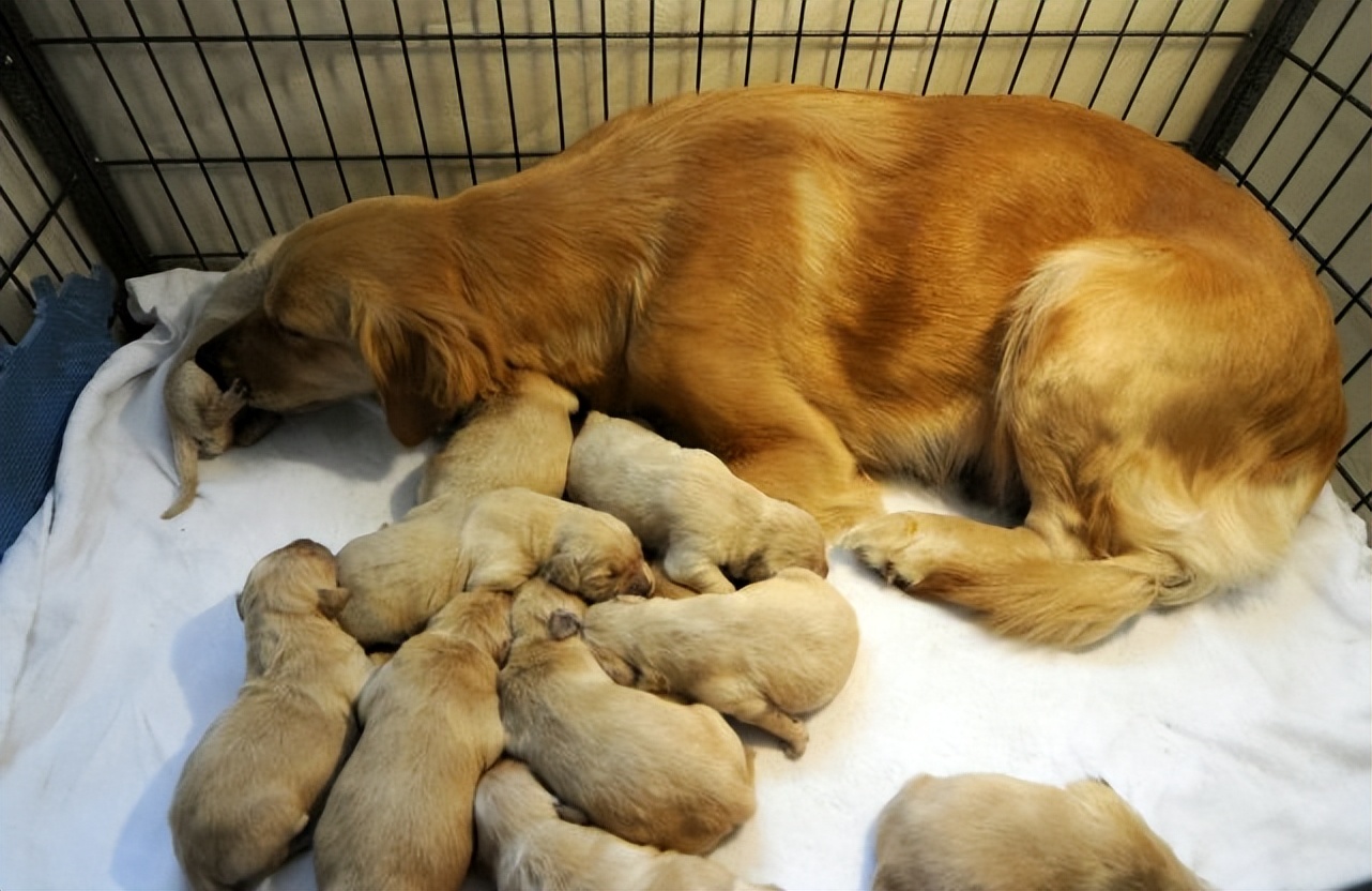 狗狗生宝宝需要注意些什么,狗狗生宝宝要注意些什么