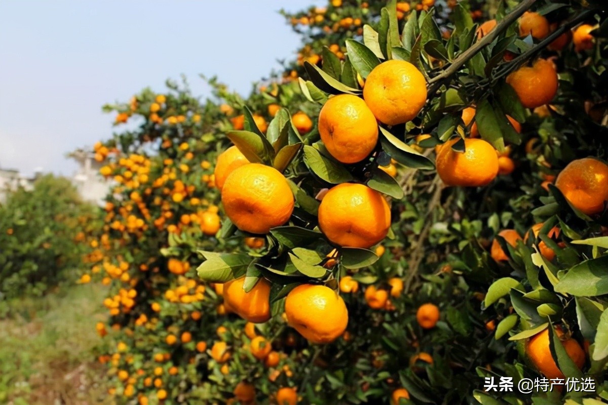南丰贡品蜜桔,小山南丰蜜桔