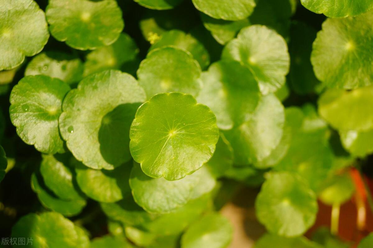 养绿萝怎样才能让它爆盆,绿萝一周就能养爆盆