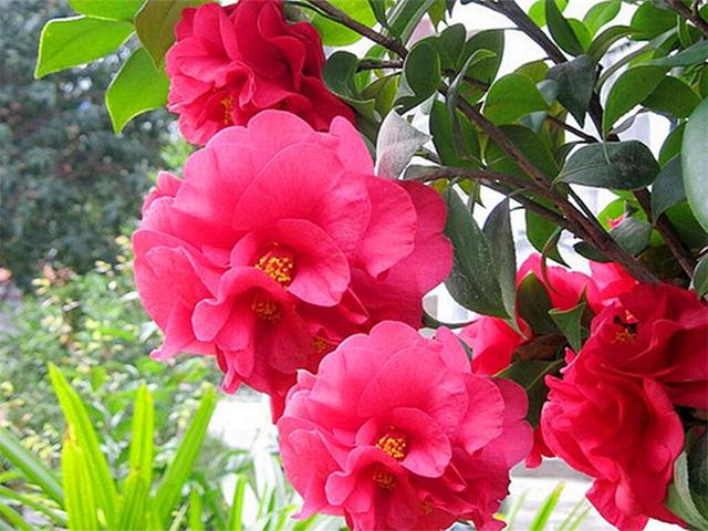 十二星座幸运花解读,十二星座幸运花双鱼座是紫罗兰