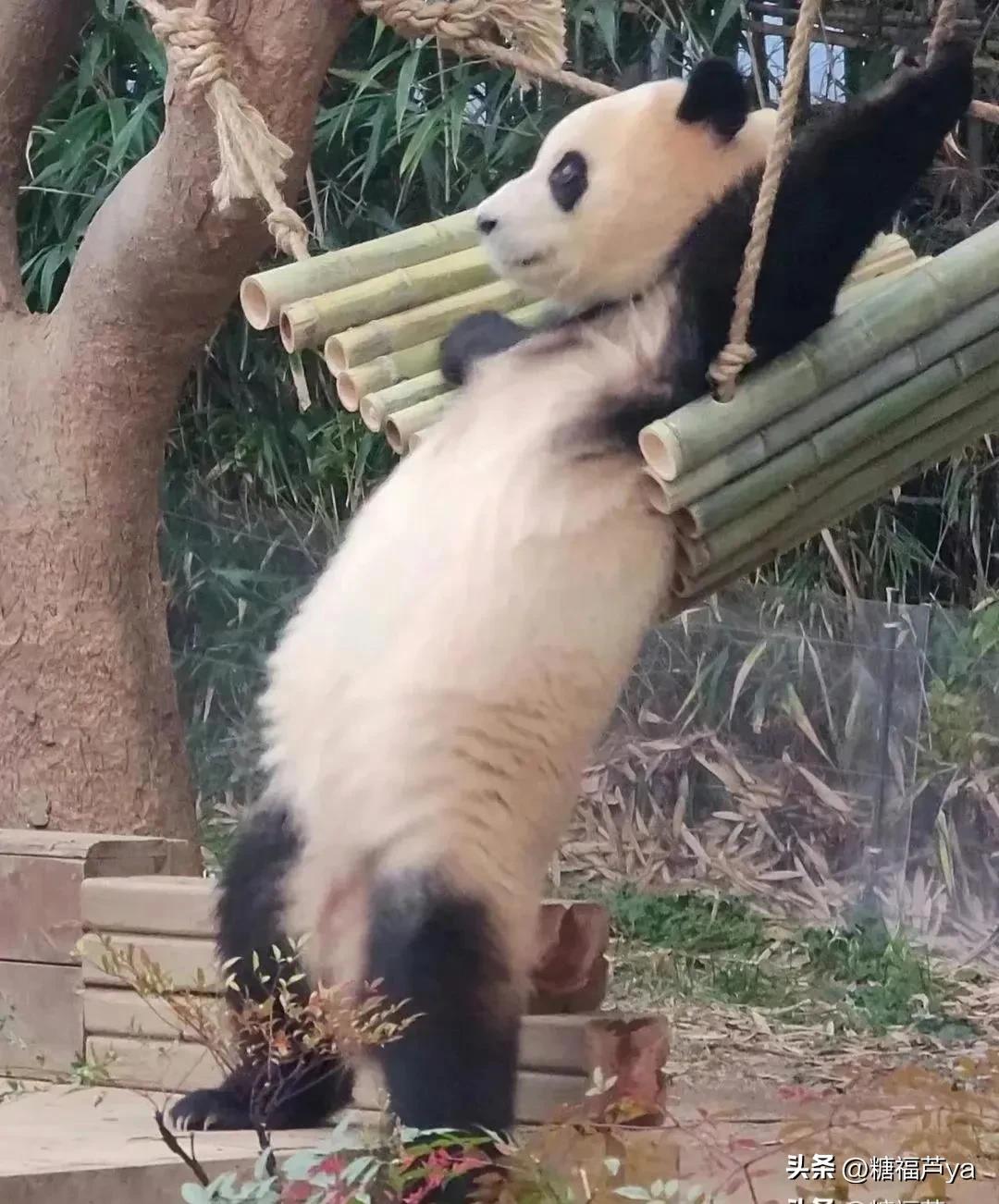 那些证明福宝是人的证据——毛皮大衣下是个小人精