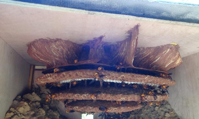 150元一斤，被叫做“天上人参”，被蛰很危险，却很好吃