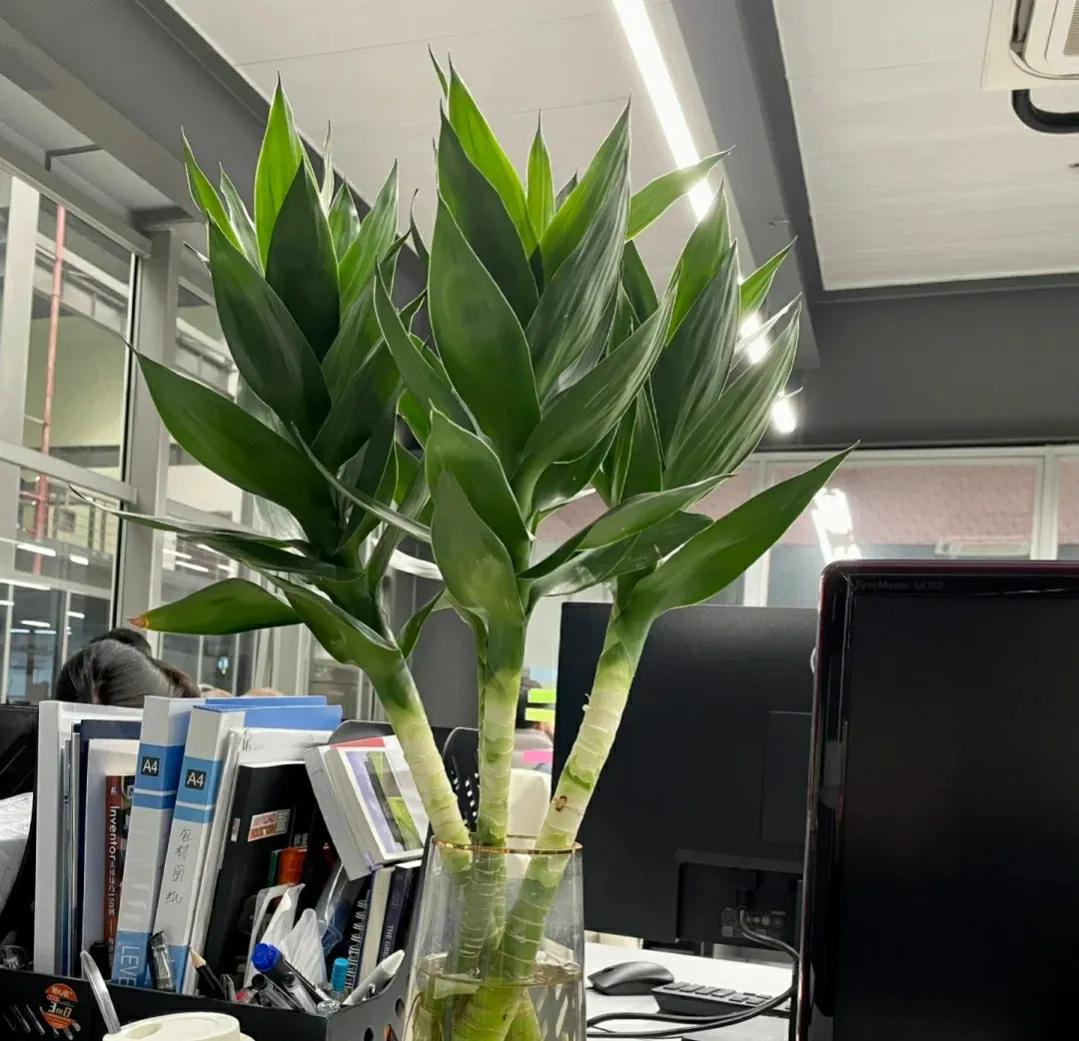 客厅养什么花最好看耐养,家庭适合养的招财旺宅的花