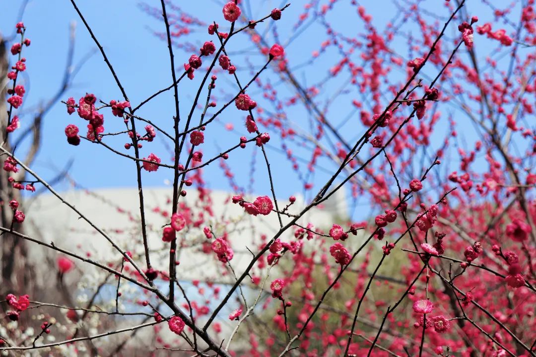 花海遇知音的下一句,花海遇知音汉阳喊你来赏花