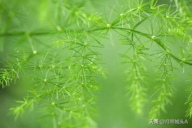 一花一世界一叶一菩提哲理散文,一花一世界一叶一菩提的美文