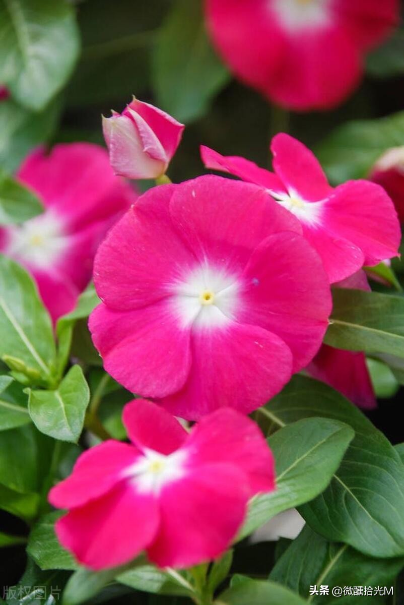 推荐10种最适合夏天养的花,君子兰开花时夏天几天浇一次水