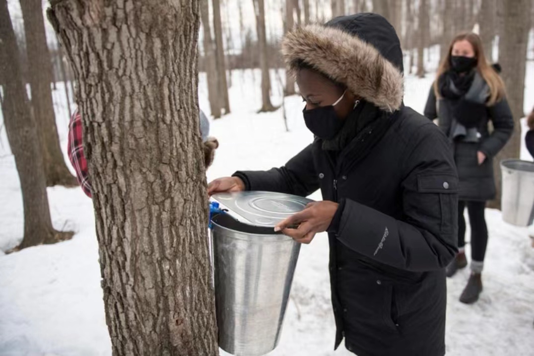 加拿大人称它为“国宝”，40升的树液才提炼到1升糖浆