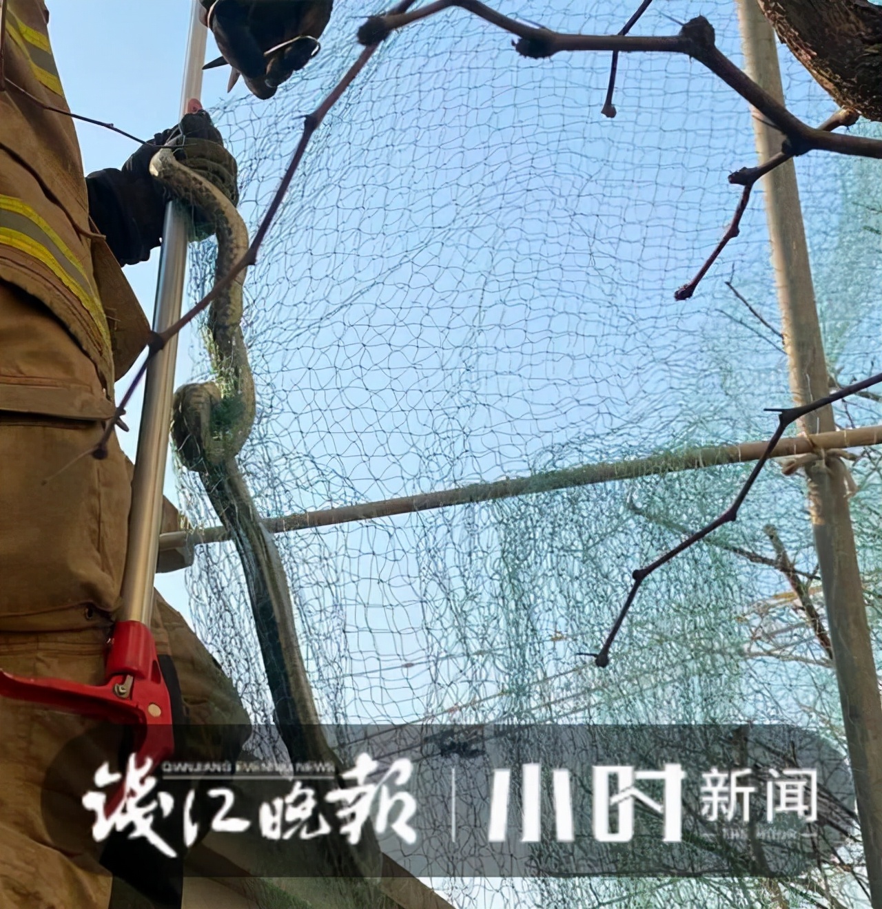 一小区楼下现巨型蟒蛇,一小区发现巨型蟒蛇