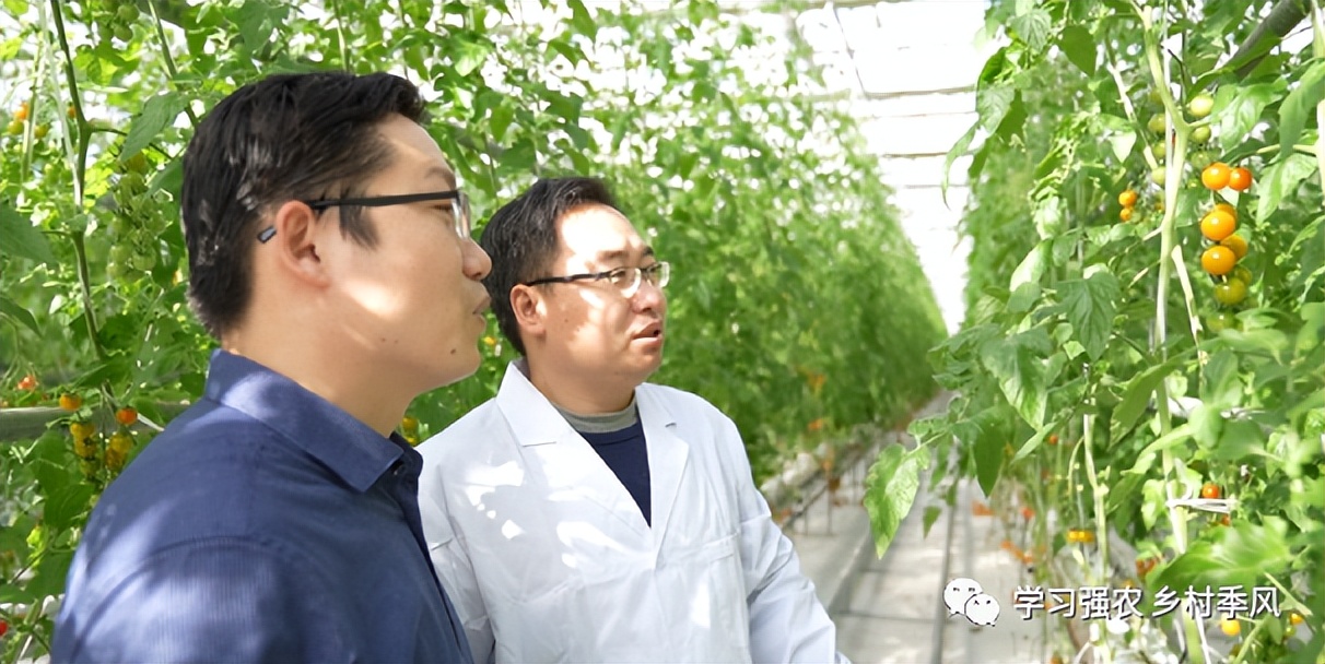 比西瓜甜的小番茄,比西瓜还甜的甜心