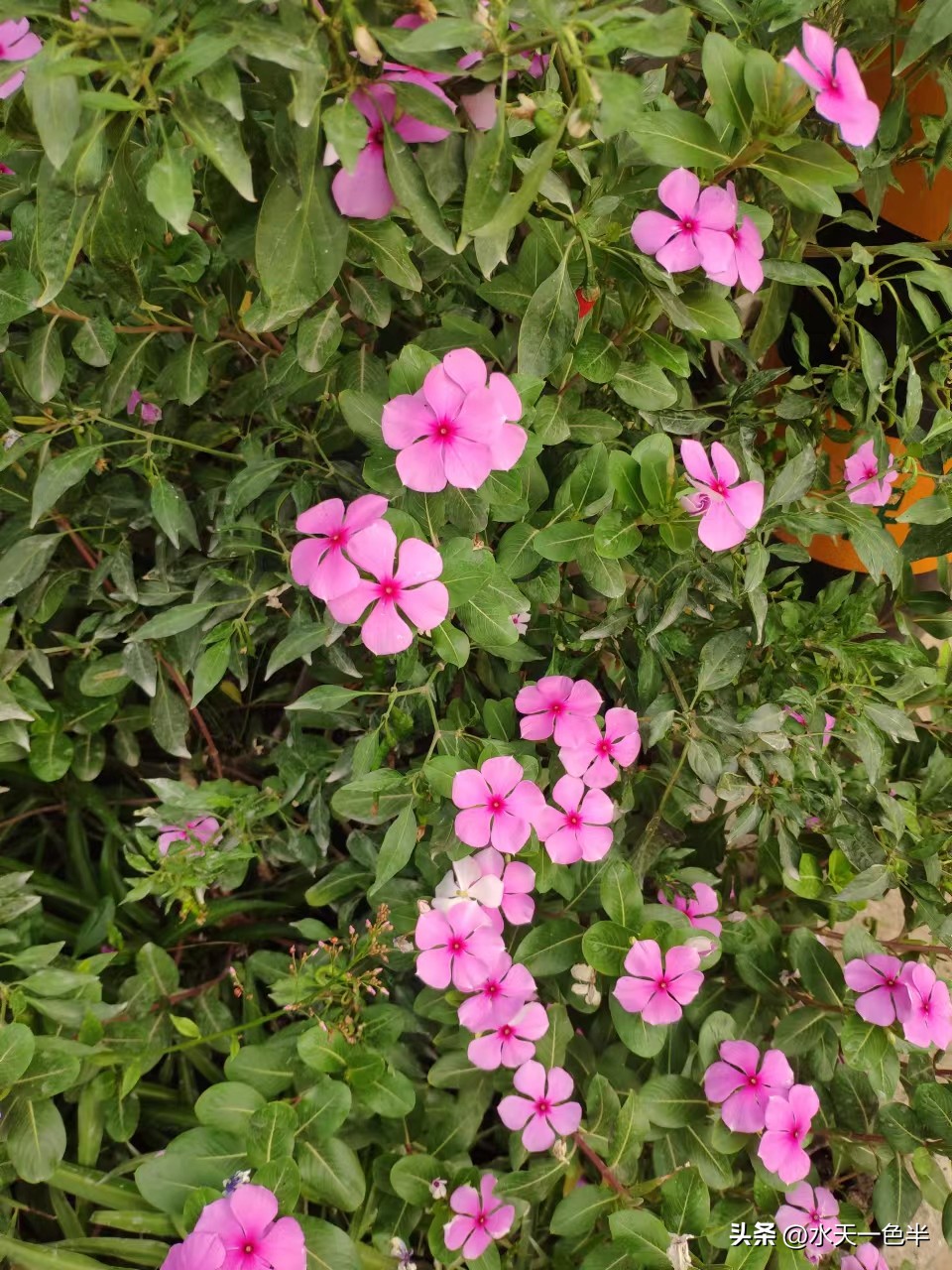 凡心所向素履以往一苇以航的意思,凡心所向素履以往是什么意思