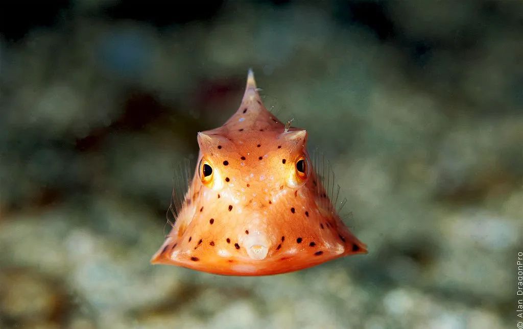 这些鱼都吃过，我是怎么活到现在的？！