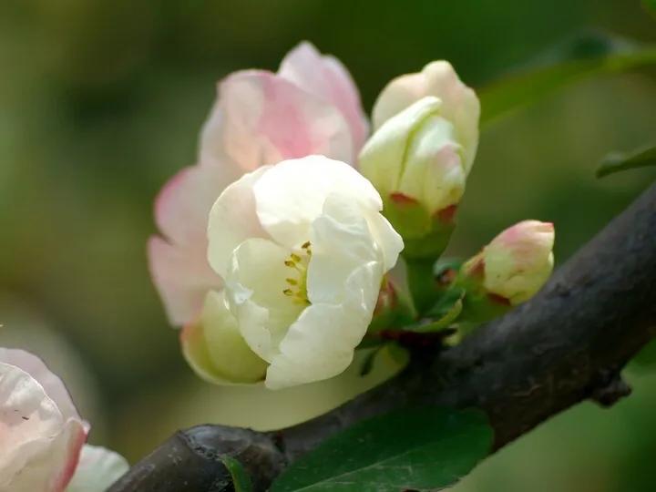 贴梗海棠海棠花品种大全,贴梗海棠的花型