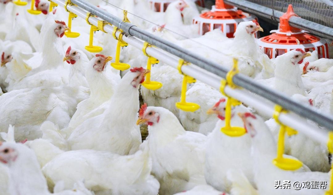 世界五大名鸡产地,世界各国鸡肉产量排名