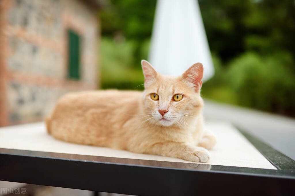 猫咪十大常见病和预防方法,猫咪常见检查