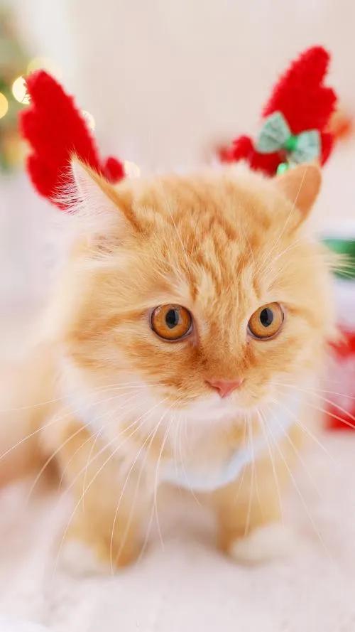 微信朋友圈置顶文案怎么设置,soul独特吸引人的置顶文案