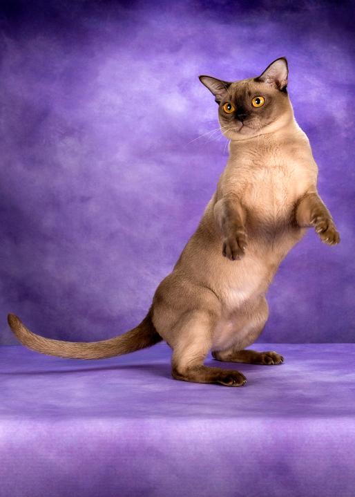 那些会帅气动作的小猫咪,那些丑到极致的小猫咪