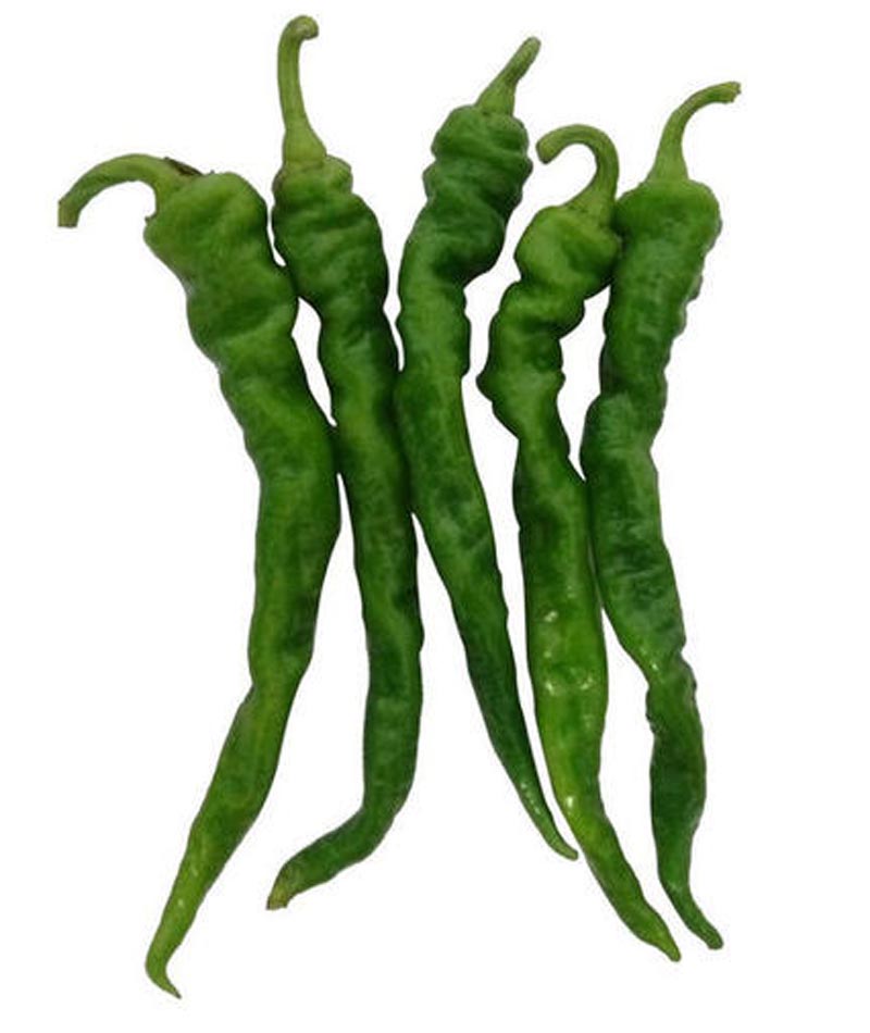 老品种非转基因辣椒种子,辣椒最好品种龙椒种子