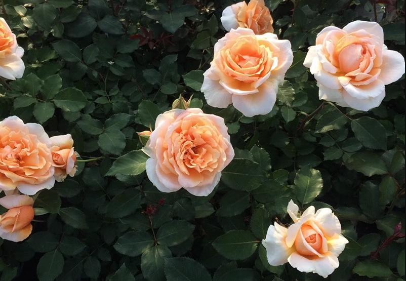 这四种月季颜值高刺又少新手必入,推荐8款高颜值月季