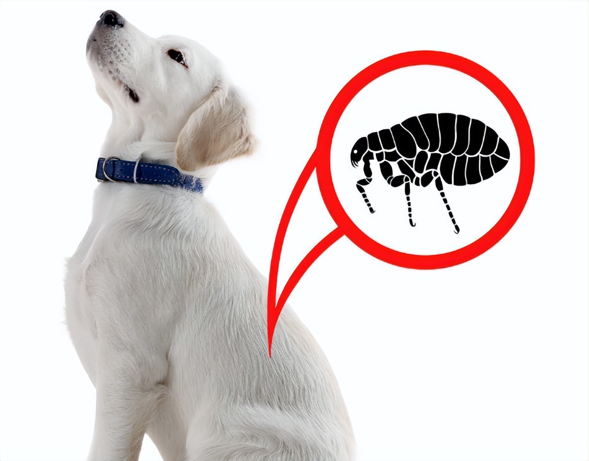 除蚤梳用了跳蚤怎么处理,跳蚤的最佳消除办法