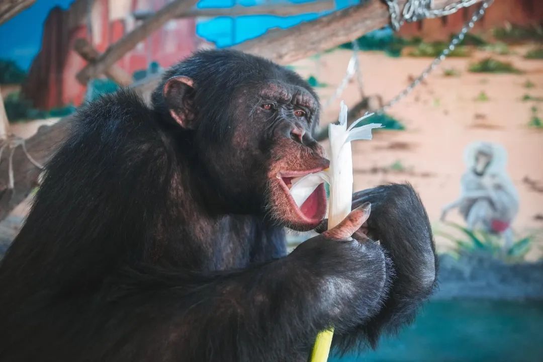 为什么叫山东大葱,为什么大葱用葱白不用葱绿