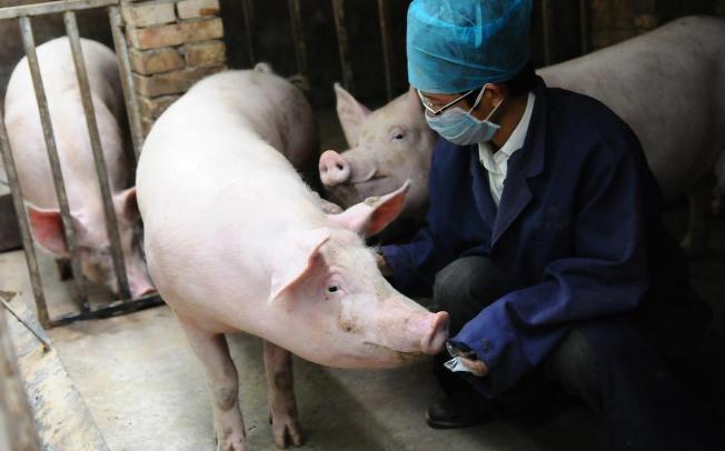 如何提高母猪的受孕率方案,猪用人工授精能提高受胎率吗