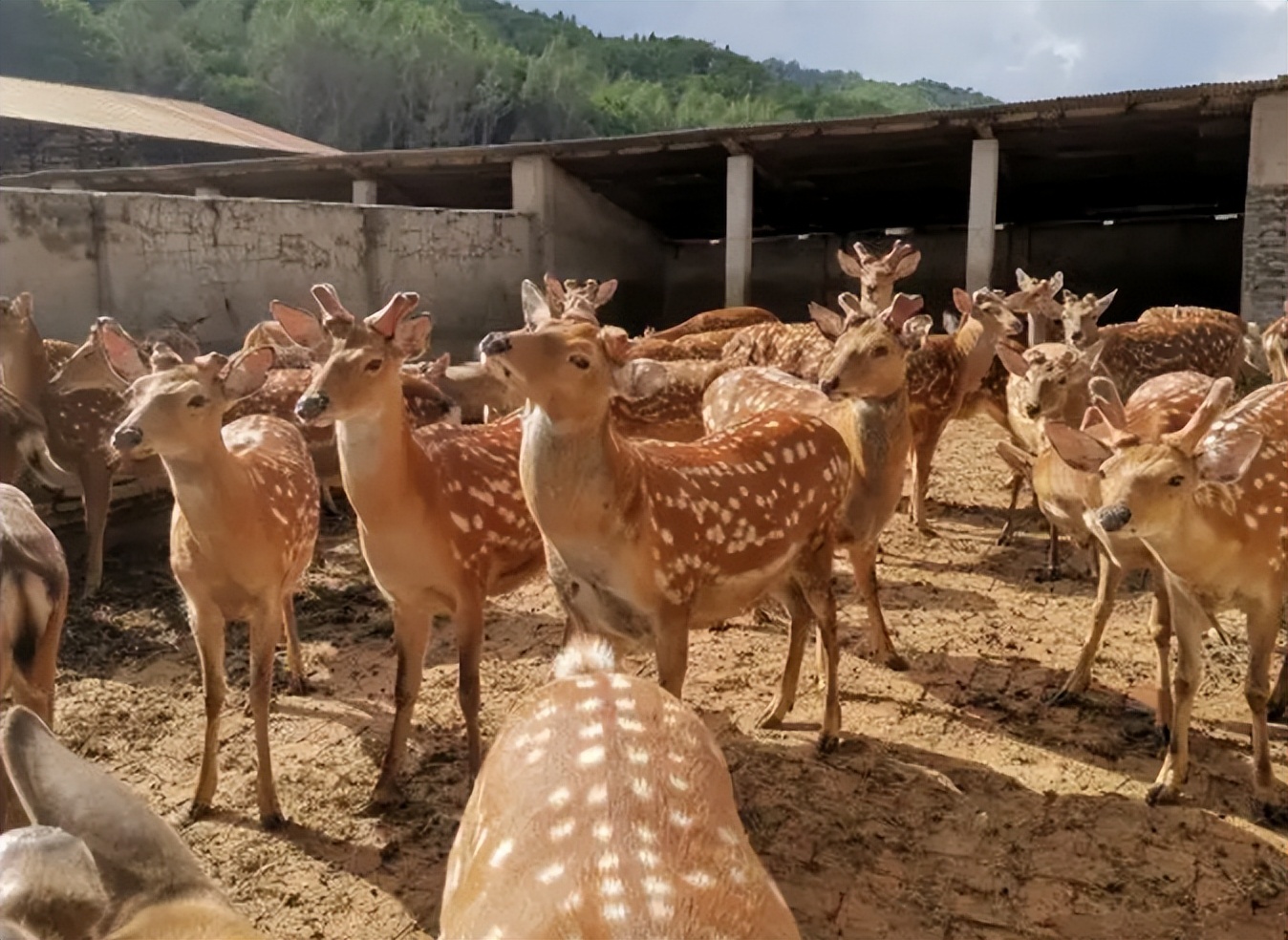 梅花鹿的养殖前景与风险,哪里能学到养殖梅花鹿的养殖技术
