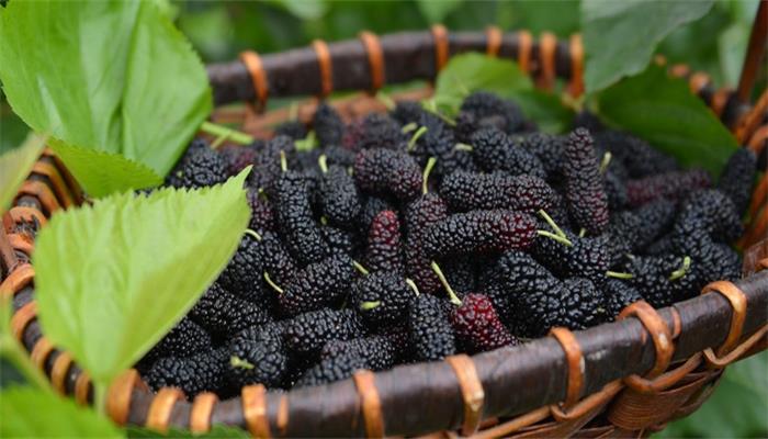 5月应季的水果有哪些,常见五月应季水果有哪些