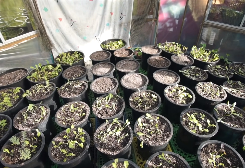 夫妻二人买下海岛过起隐居的生活,夫妻隐居小岛与世隔绝