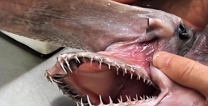 剑吻鲨和哥布林鲨是同类吗,剑吻鲨和深海霸主