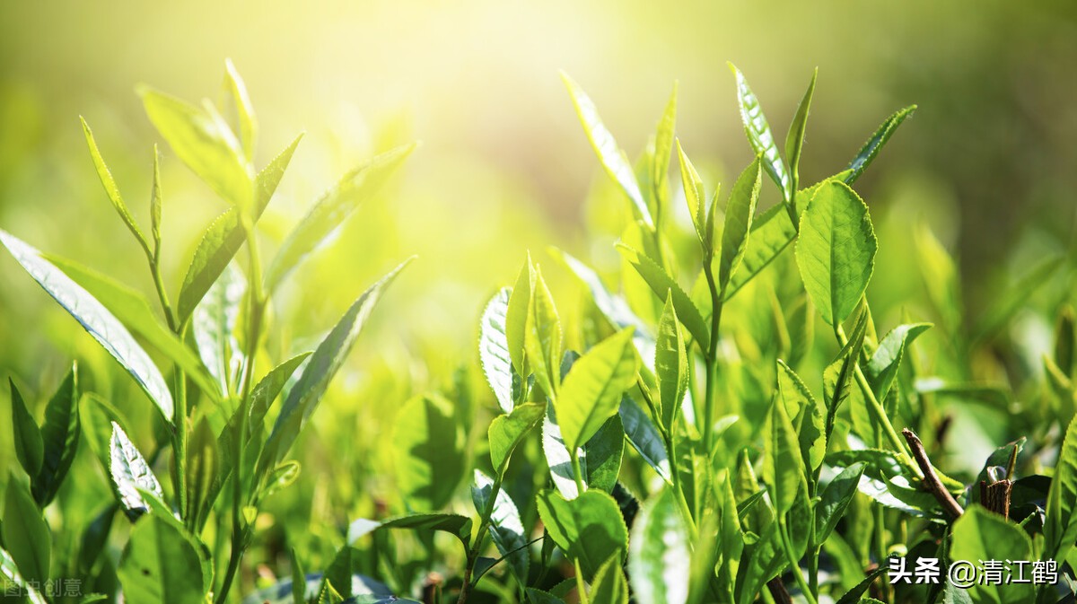 茶树不再结花蕾不开花是什么原因,为什么茶树不发芽