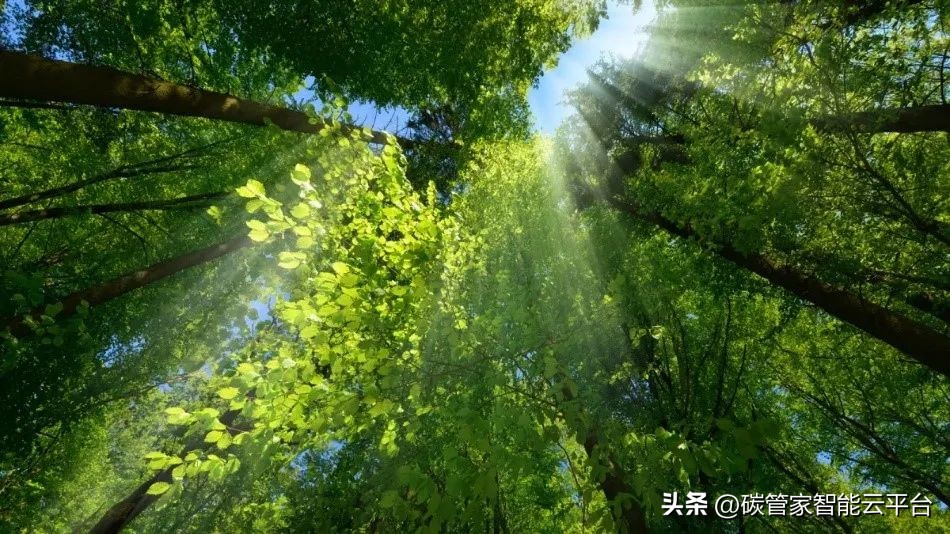 碳中和电影,中国碳中和规划时间表