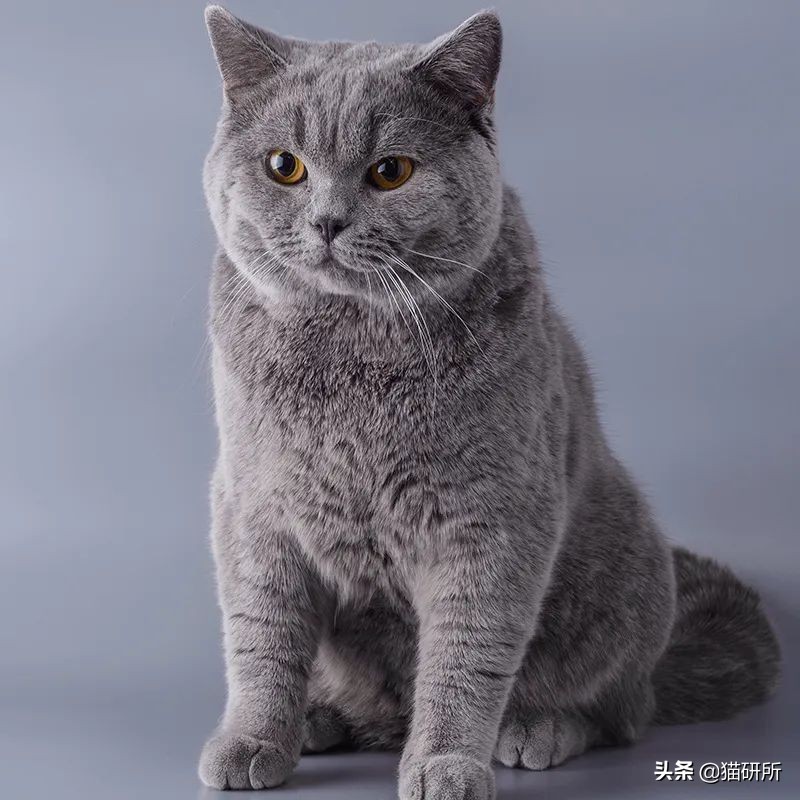 英短猫和美短哪个好养,英短跟美短猫咪