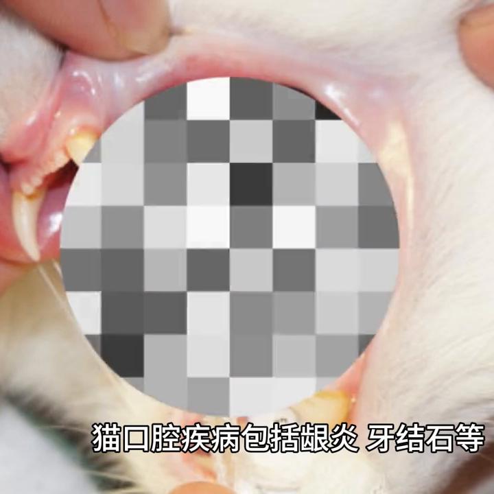 猫咪可能感染甲流吗,猫咪可能有什么遗传病